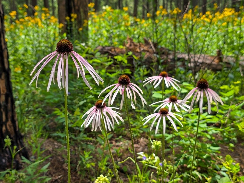 Sanguine Purple Coneflower photo 6