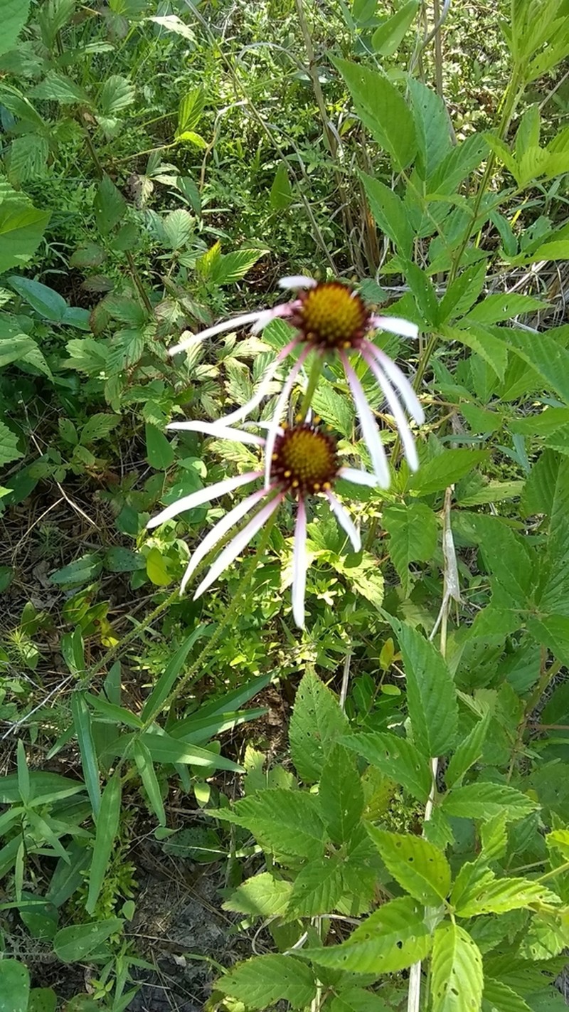 Sanguine Purple Coneflower photo 8