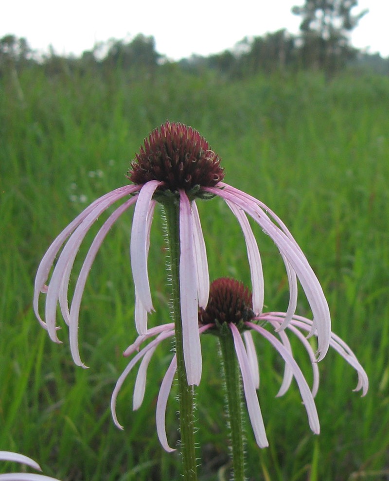 Wavyleaf Purple Coneflower