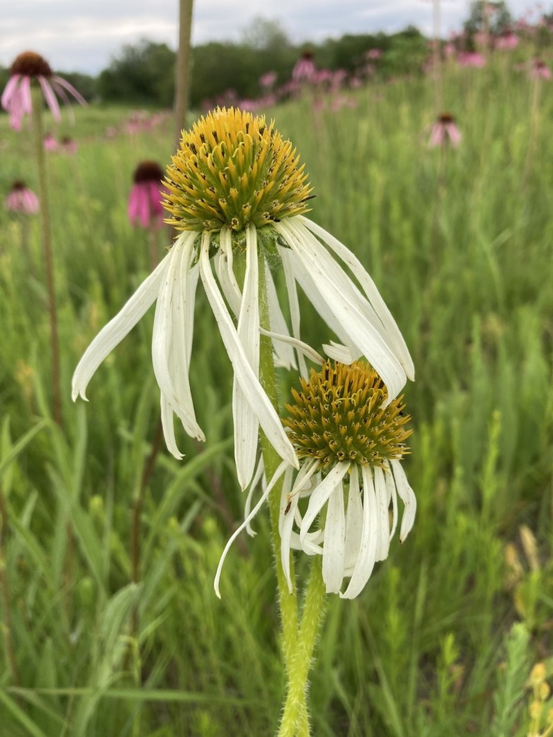 Wavyleaf Purple Coneflower