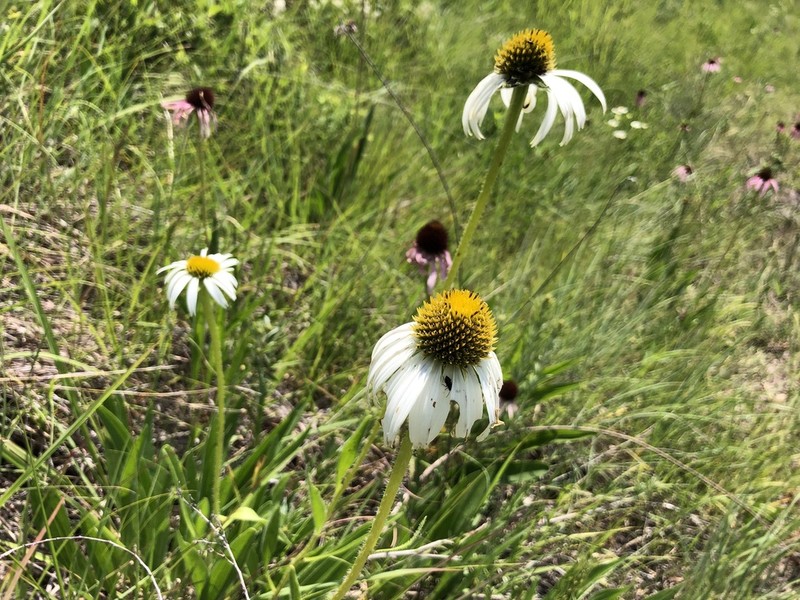Wavyleaf Purple Coneflower photo 2