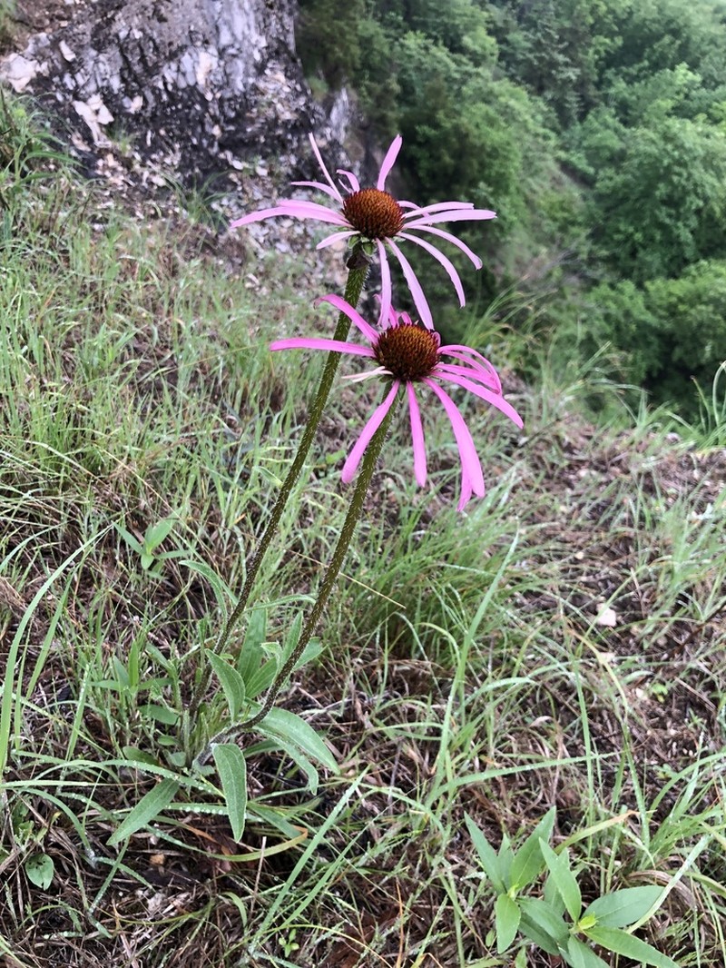 Wavyleaf Purple Coneflower photo 3