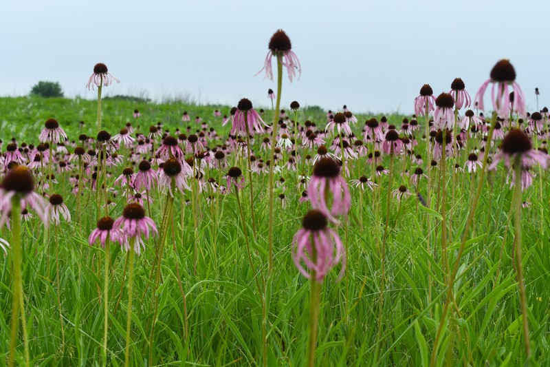 Wavyleaf Purple Coneflower photo 4