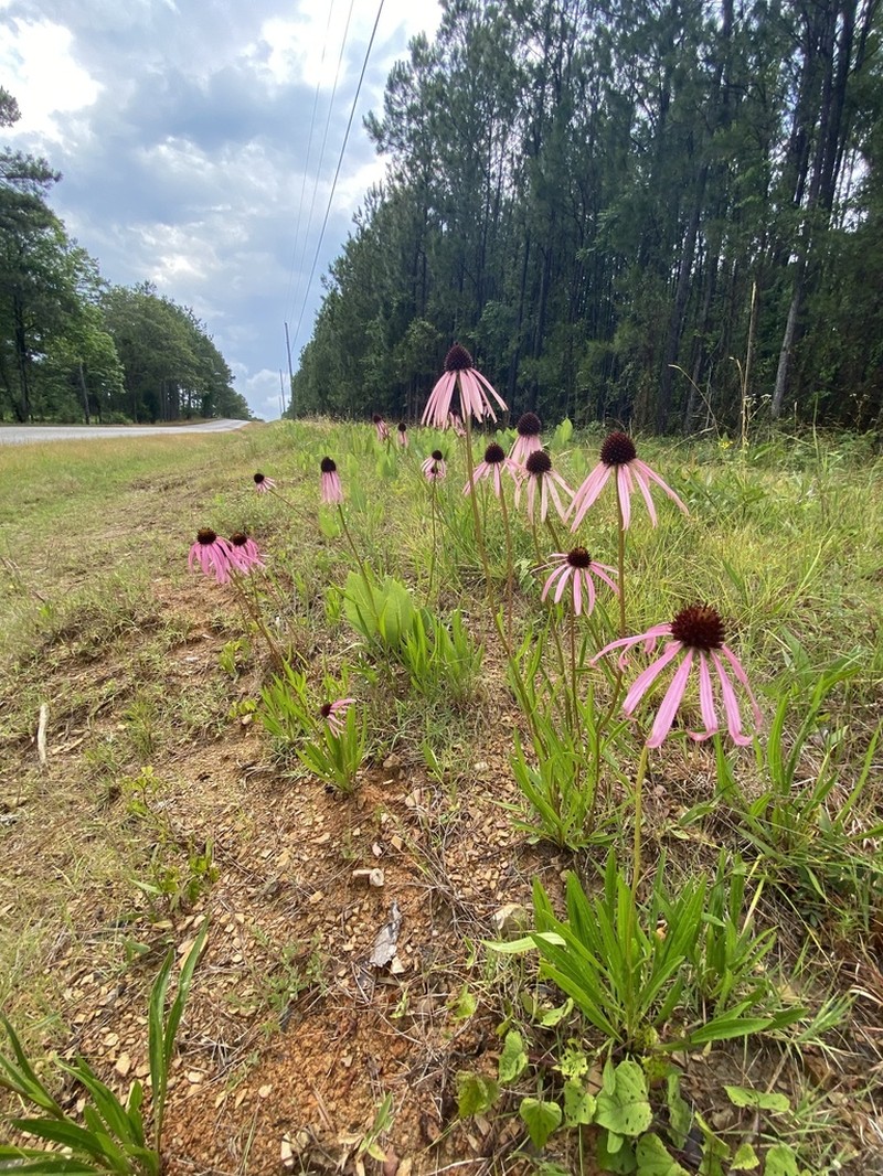 Wavyleaf Purple Coneflower photo 5