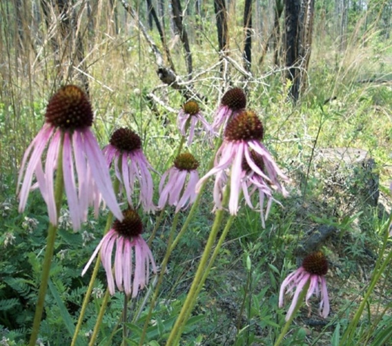 Wavyleaf Purple Coneflower photo 6
