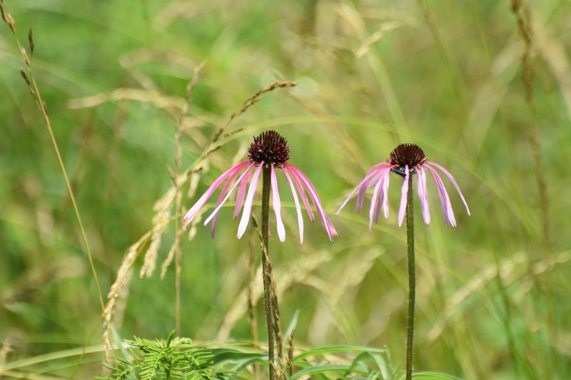 Wavyleaf Purple Coneflower photo 7