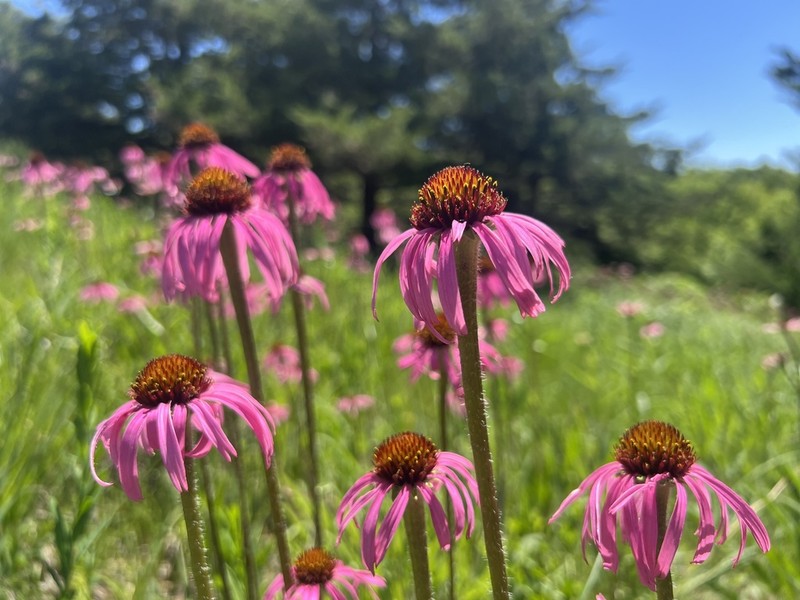Wavyleaf Purple Coneflower photo 8