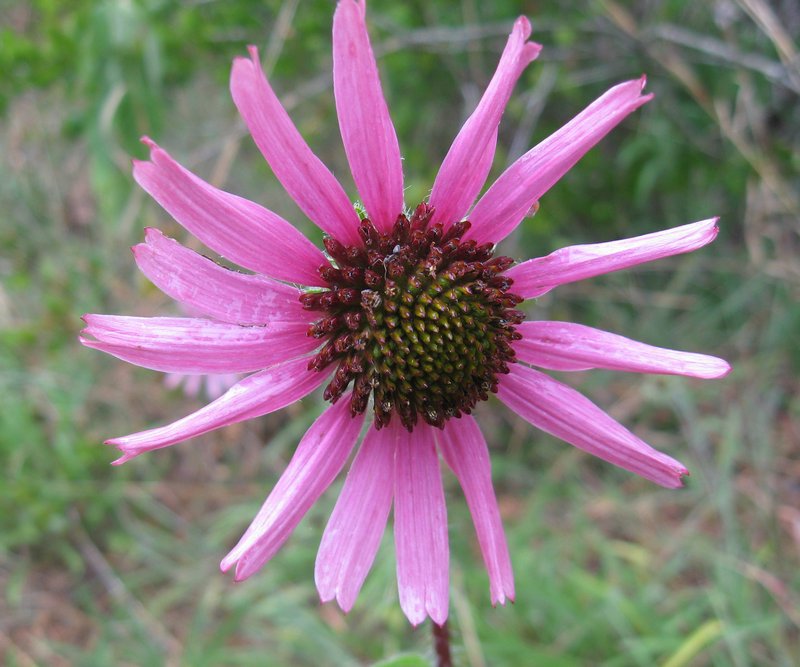 Tennessee Purple Coneflower