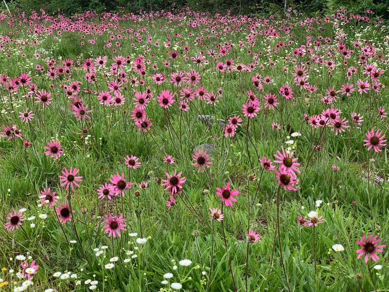 Tennessee Purple Coneflower