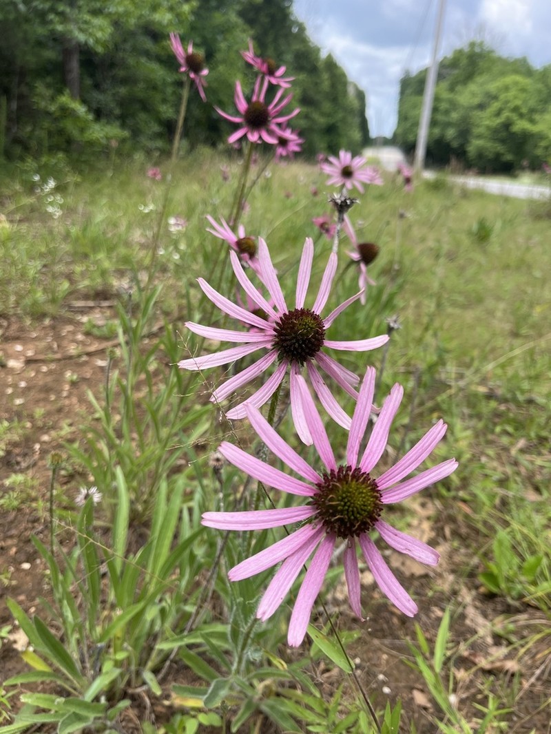 Tennessee Purple Coneflower photo 2