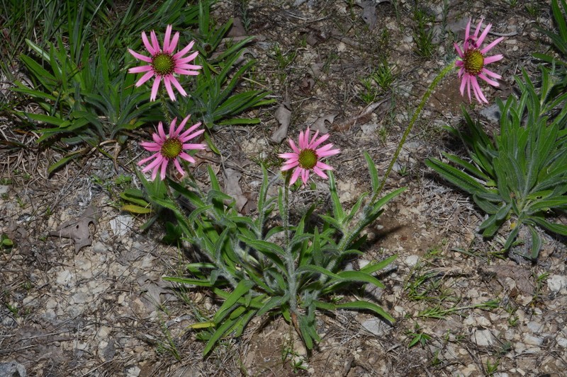Tennessee Purple Coneflower photo 3