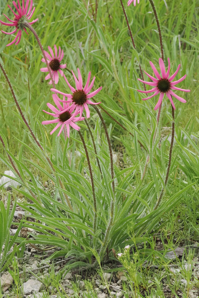 Tennessee Purple Coneflower photo 4