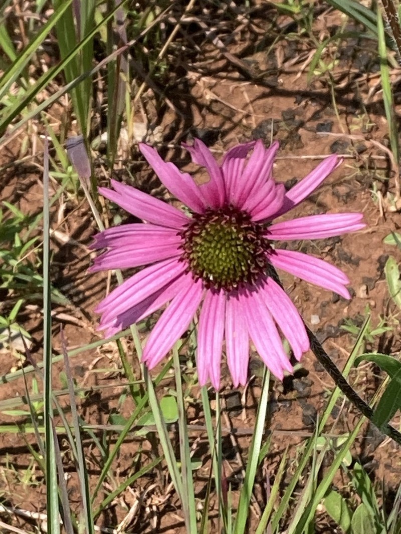 Tennessee Purple Coneflower photo 5