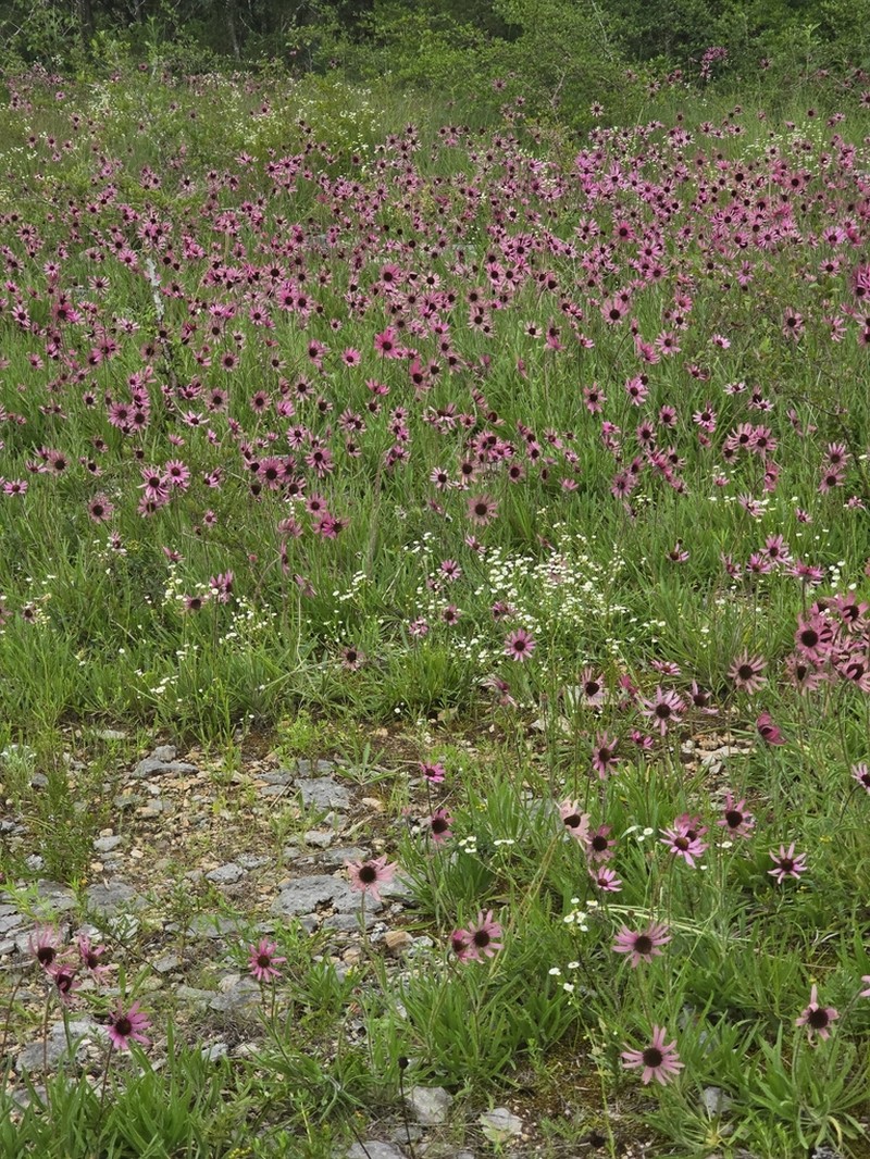 Tennessee Purple Coneflower photo 6