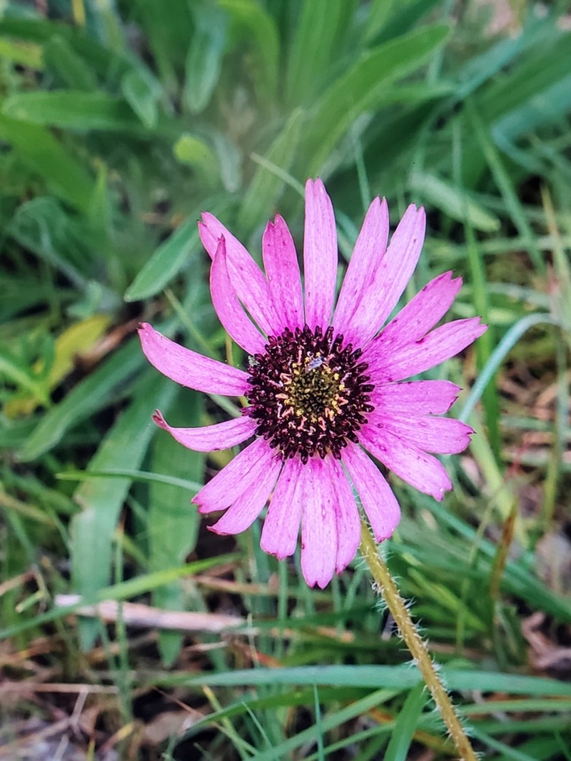 Tennessee Purple Coneflower photo 7