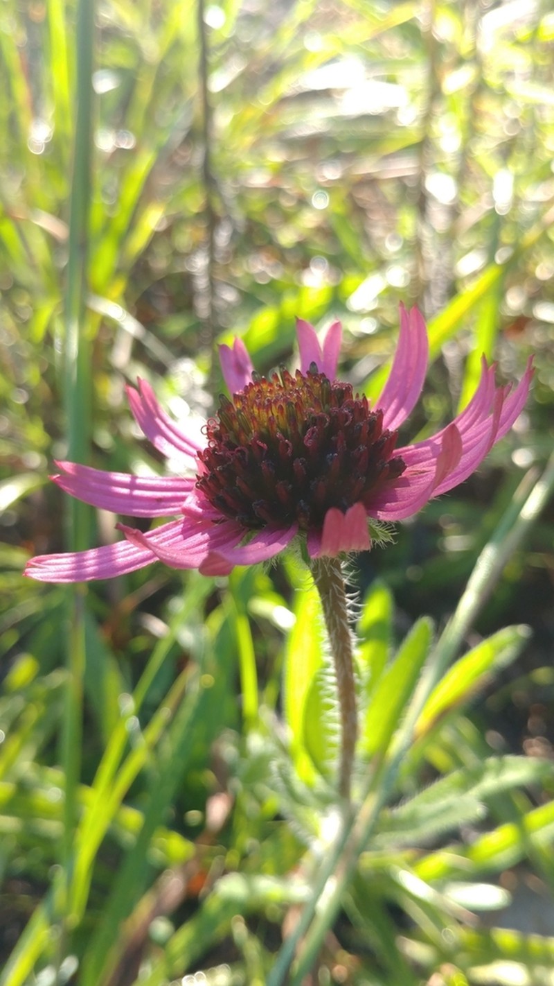 Tennessee Purple Coneflower photo 8