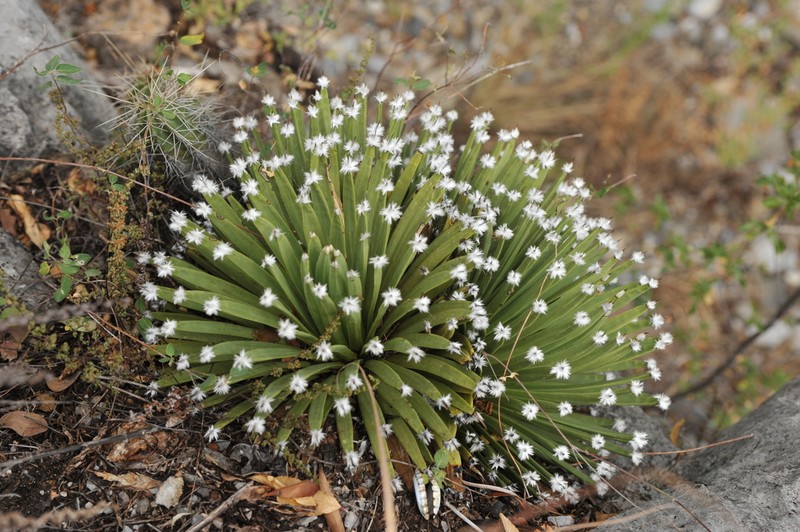 Echinoagave albopilosa