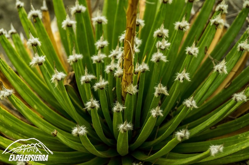 Echinoagave albopilosa photo 2