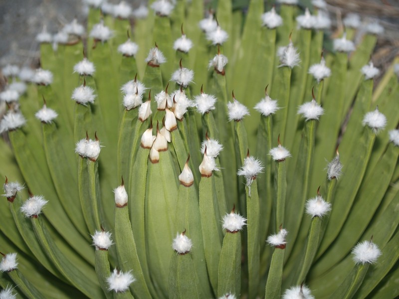 Echinoagave albopilosa photo 3