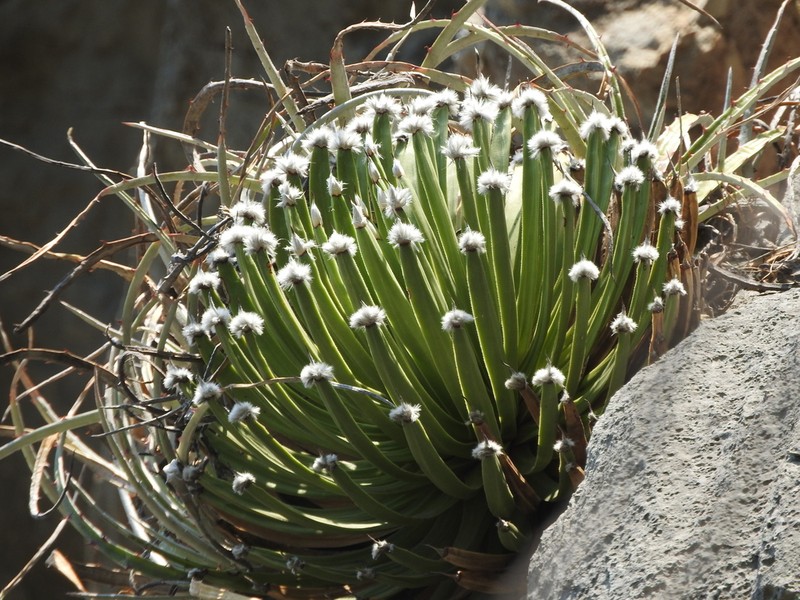 Echinoagave albopilosa photo 4