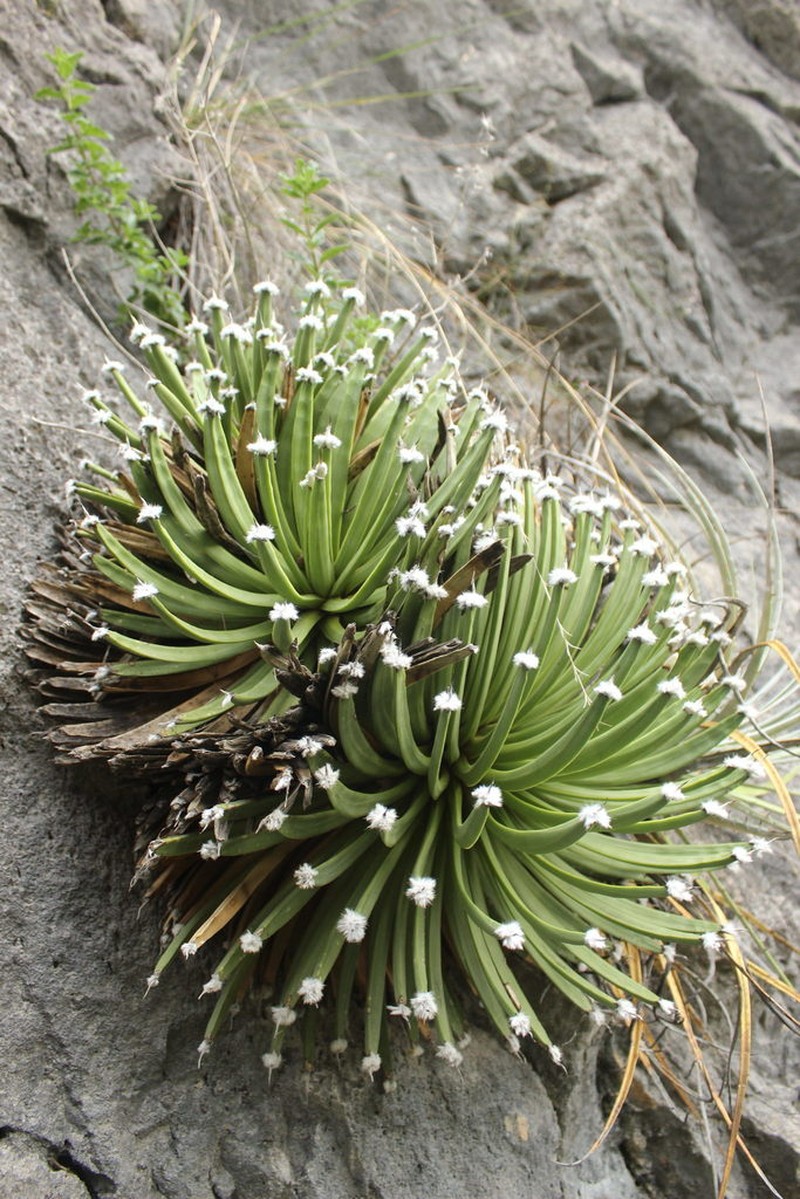 Echinoagave albopilosa photo 5