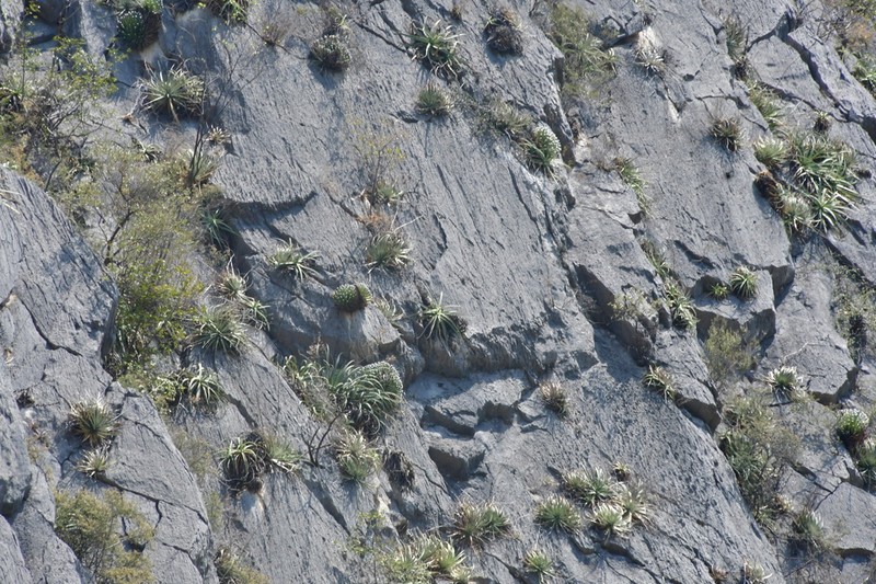Echinoagave albopilosa photo 6