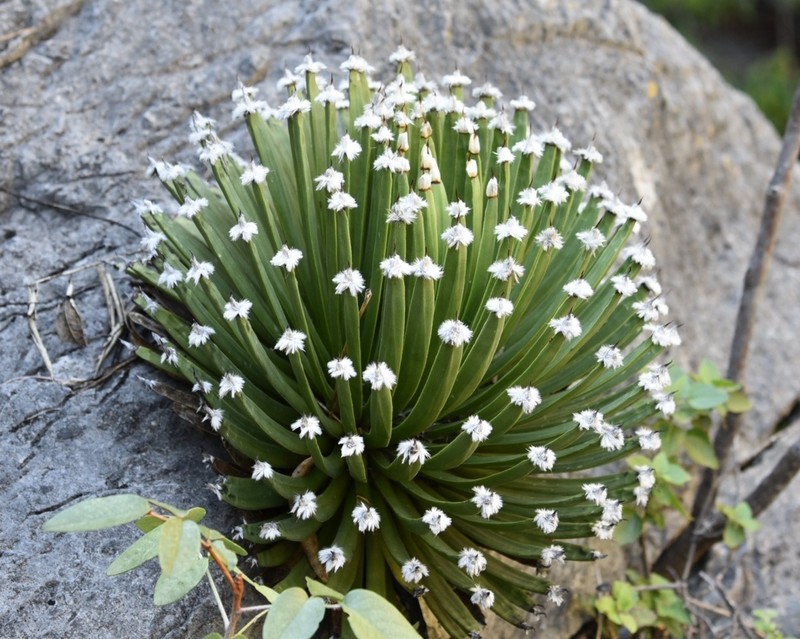 Echinoagave albopilosa photo 7