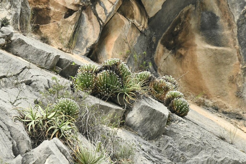 Echinoagave albopilosa photo 8