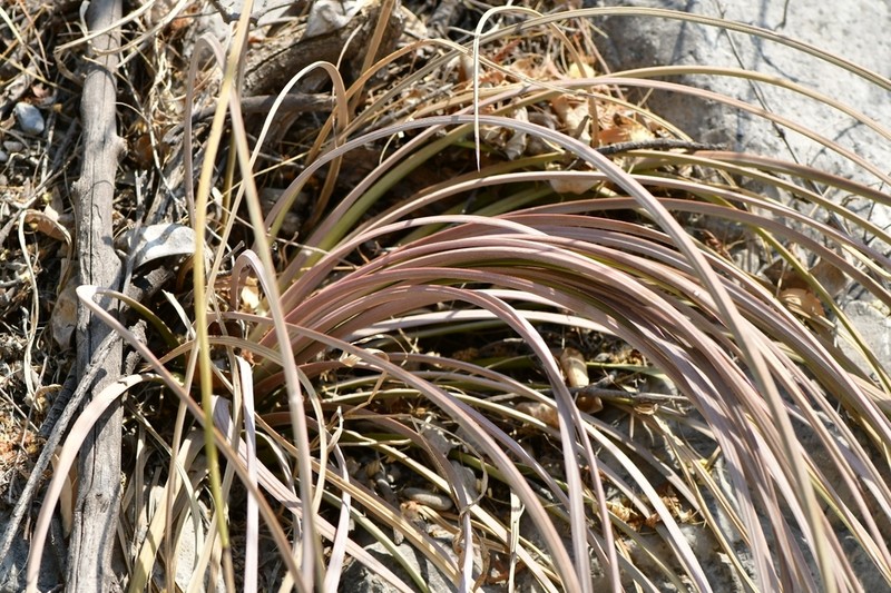 Echinoagave cryptica