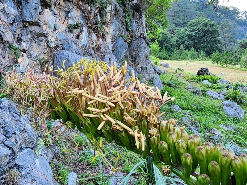 Echinoagave cryptica photo 2