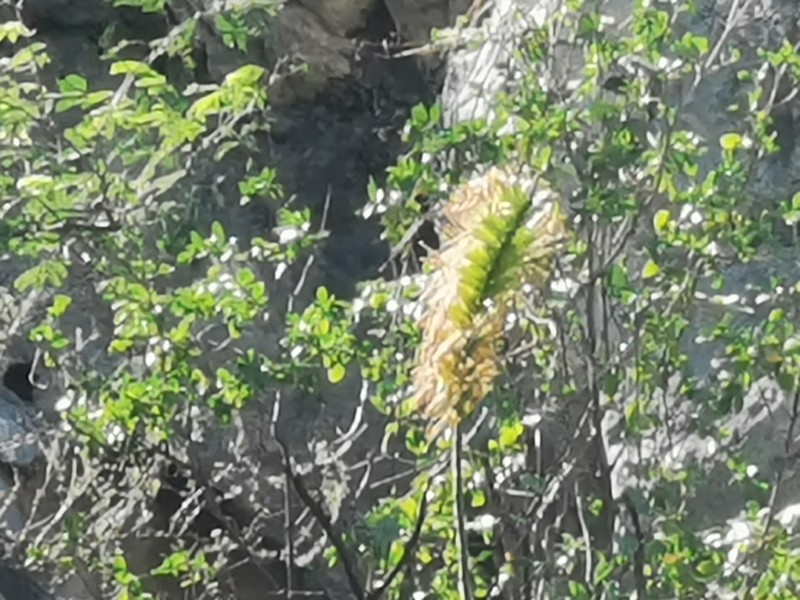 Echinoagave cryptica photo 4