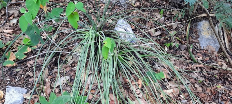 Echinoagave cryptica photo 5