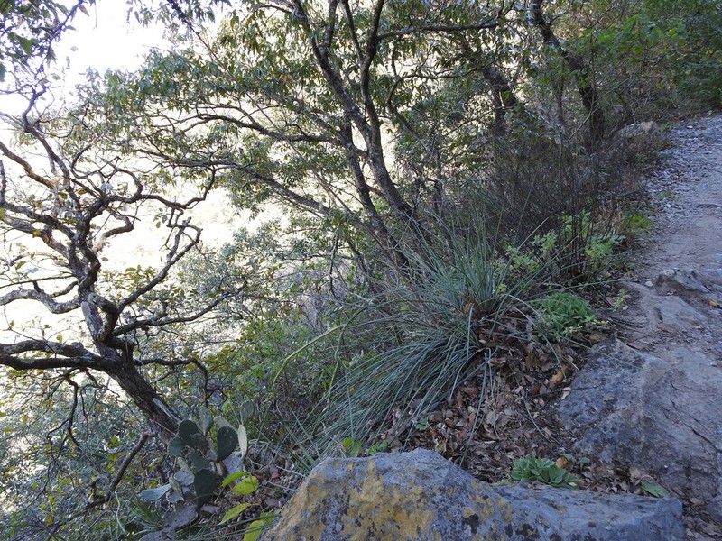 Echinoagave cryptica photo 6