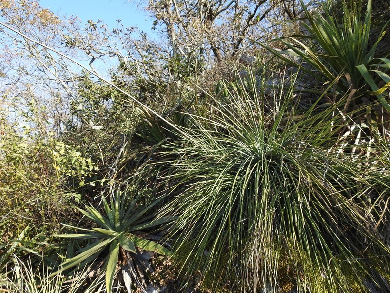 Echinoagave cryptica photo 7