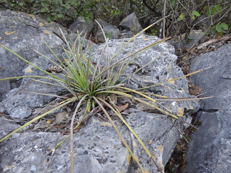 Echinoagave cryptica photo 8