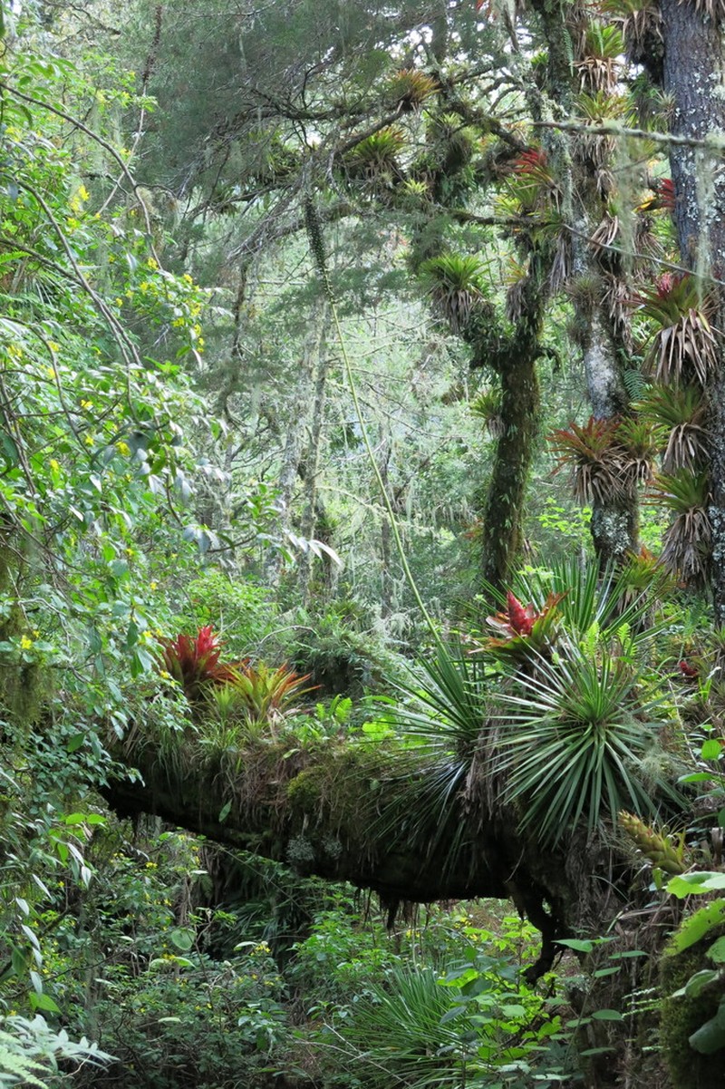 Echinoagave gracielae
