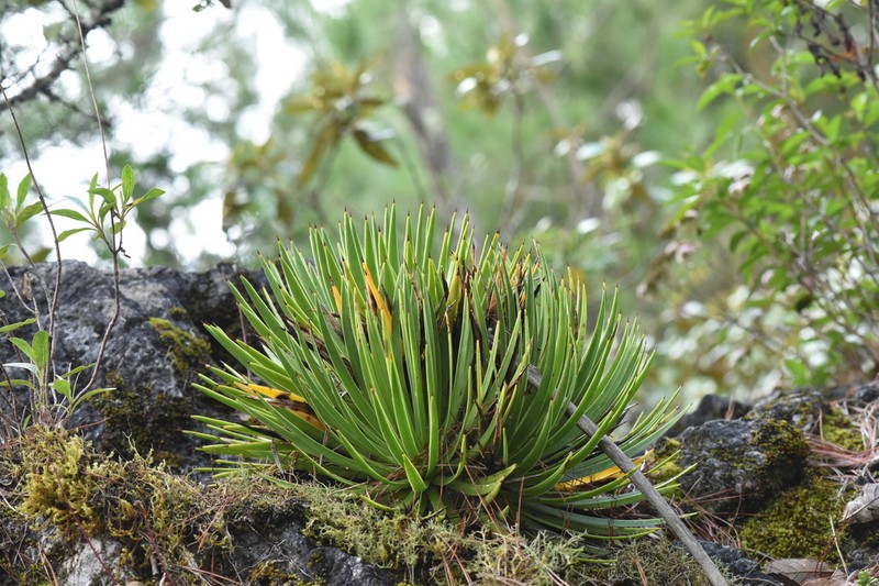 Echinoagave gracielae photo 2