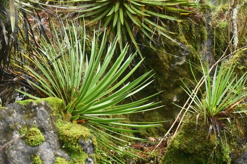 Echinoagave gracielae photo 3