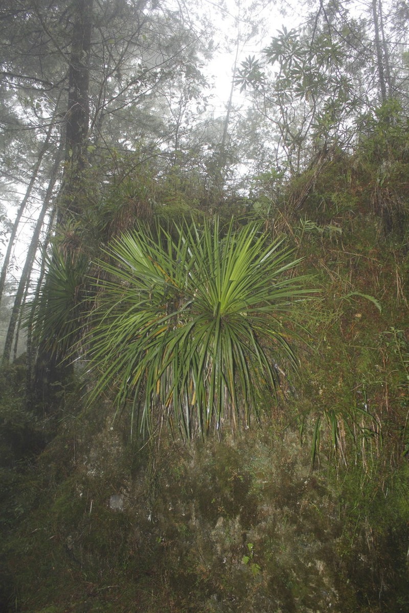 Echinoagave gracielae photo 4