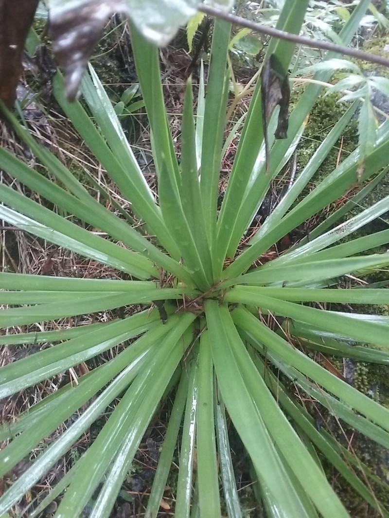 Echinoagave gracielae photo 5