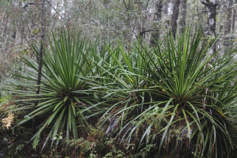 Echinoagave gracielae photo 7