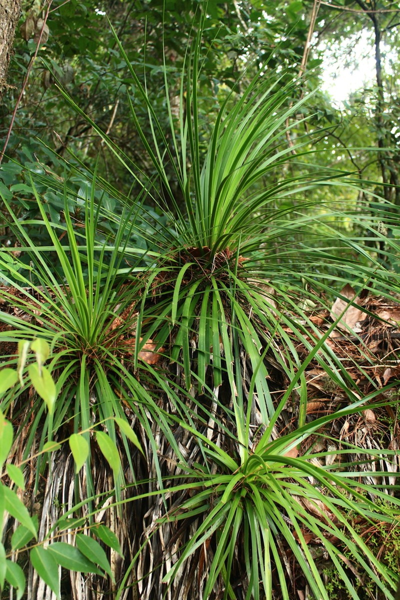 Echinoagave gracielae photo 8