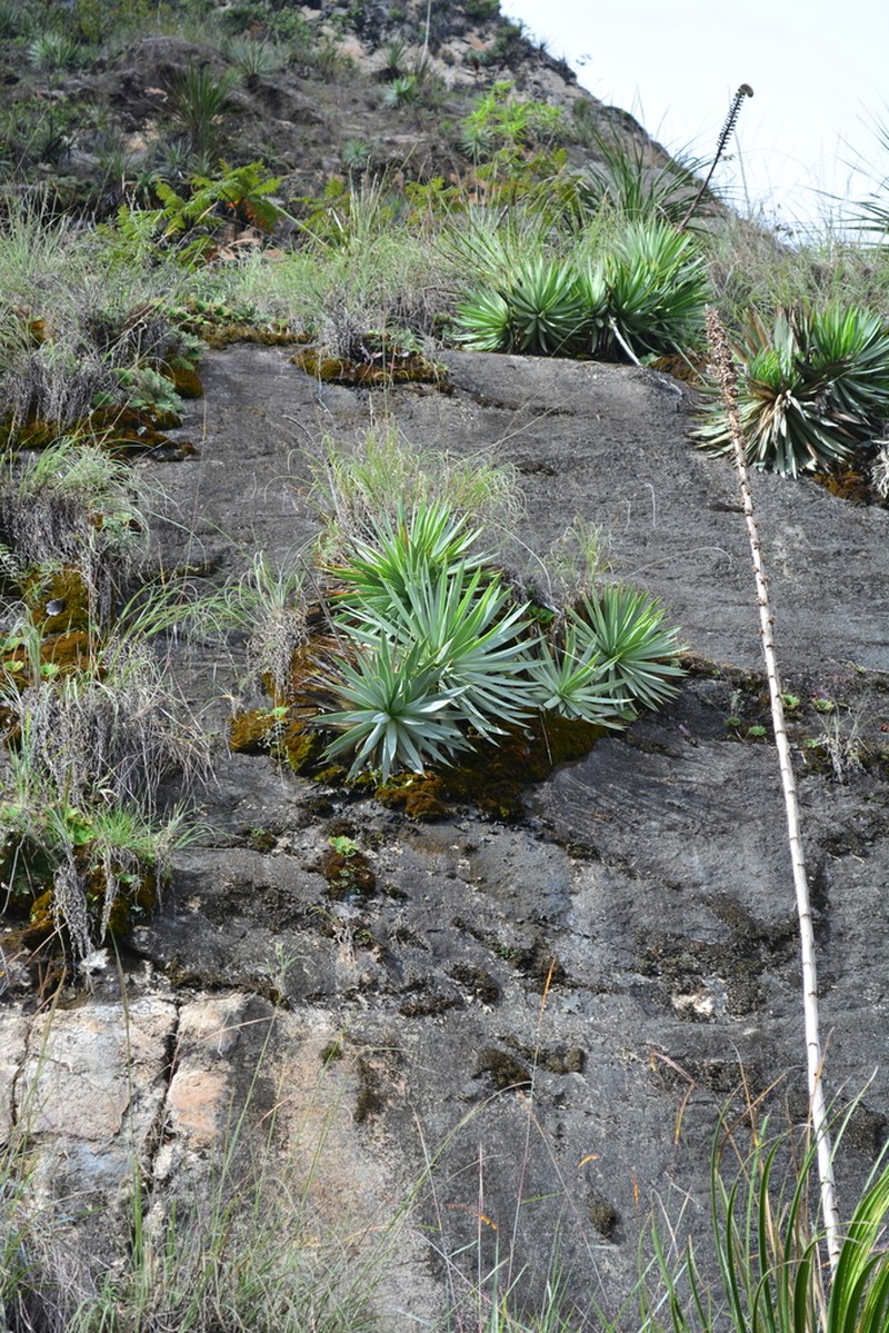 Echinoagave kavandivi