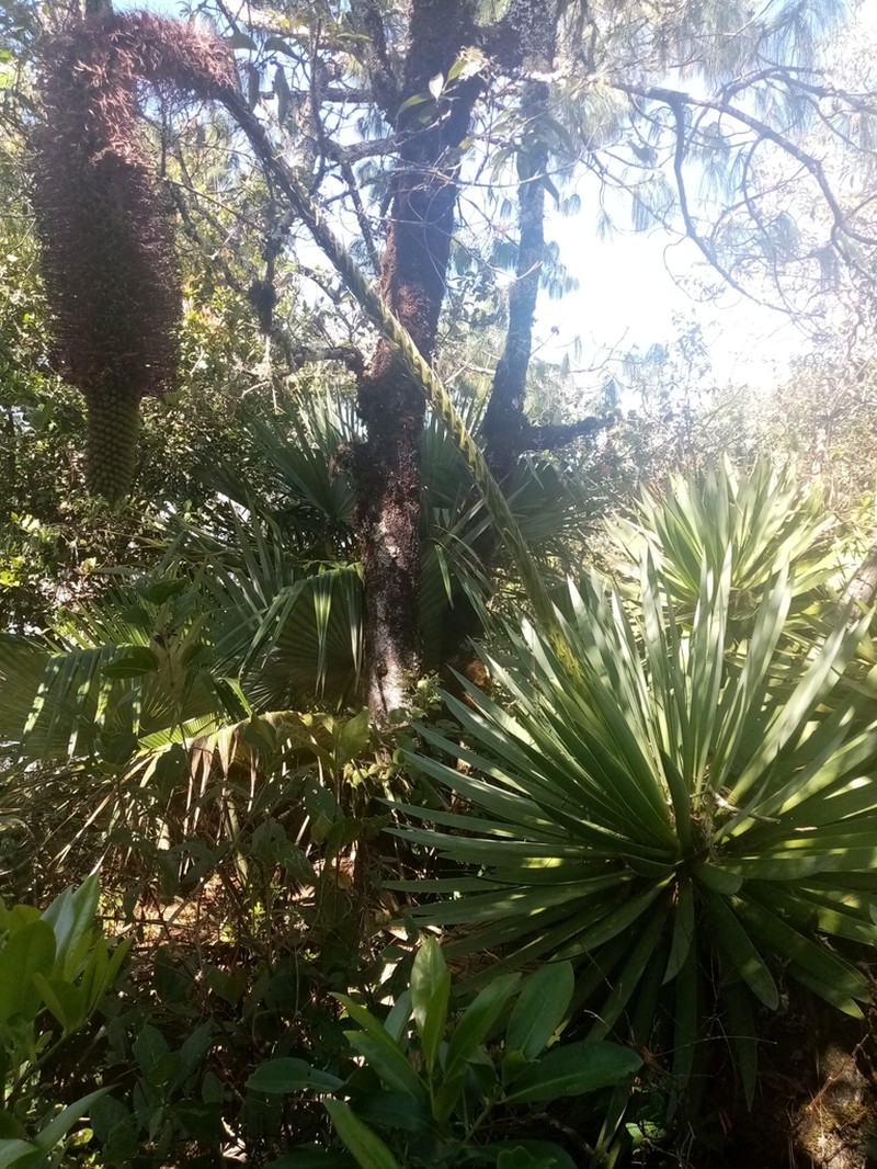 Echinoagave kavandivi photo 2
