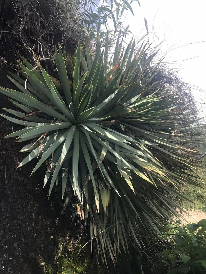 Echinoagave kavandivi photo 3