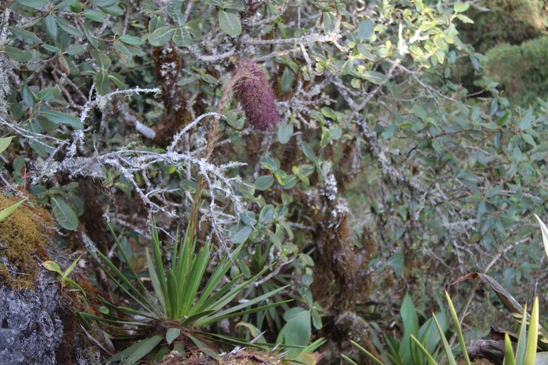 Echinoagave kavandivi photo 4