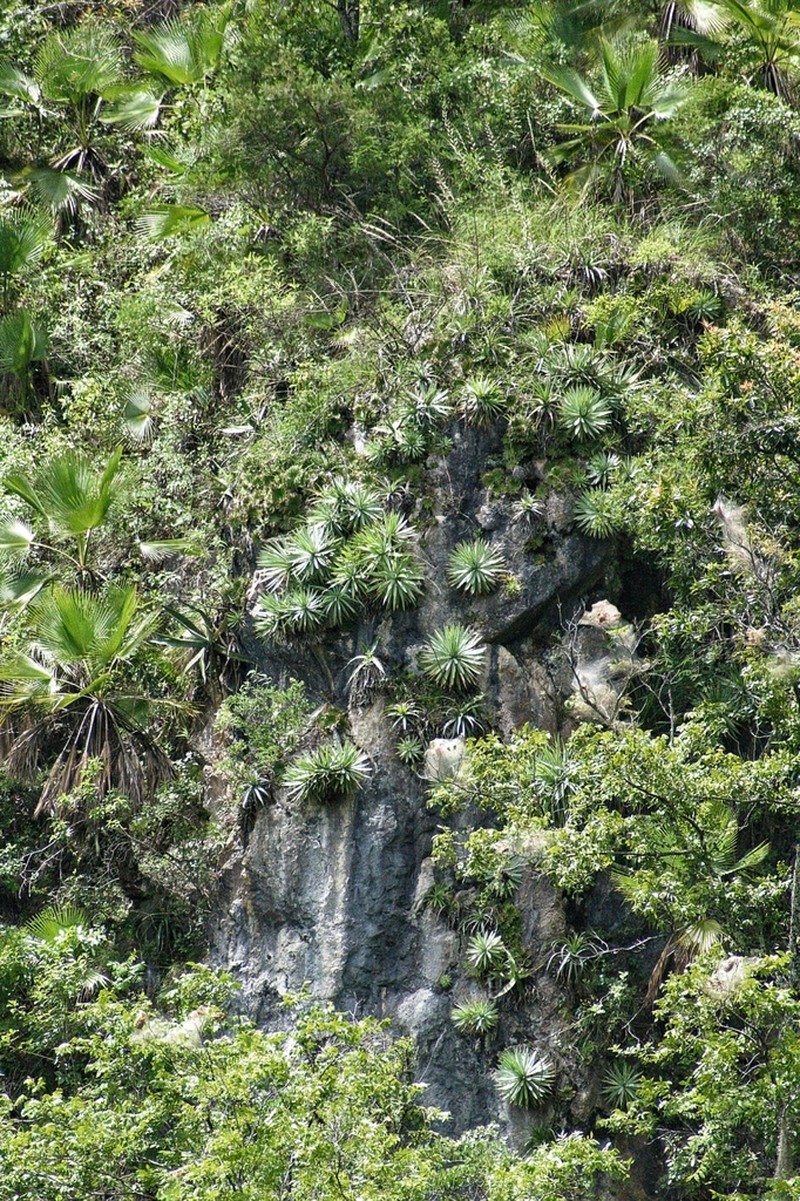 Echinoagave kavandivi photo 5