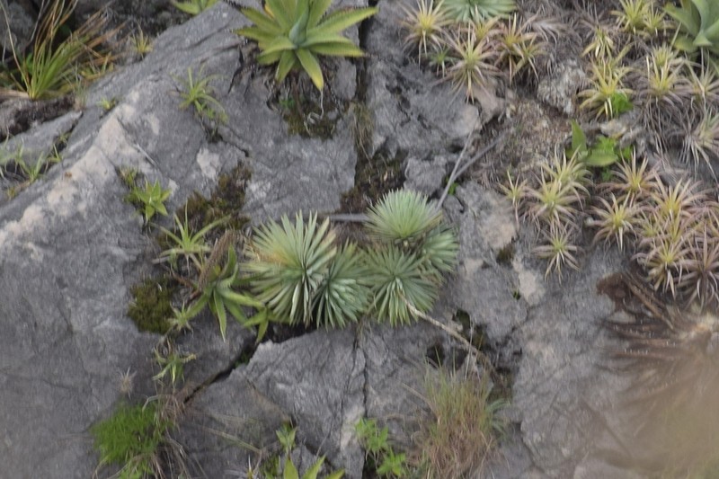 Echinoagave kavandivi photo 6