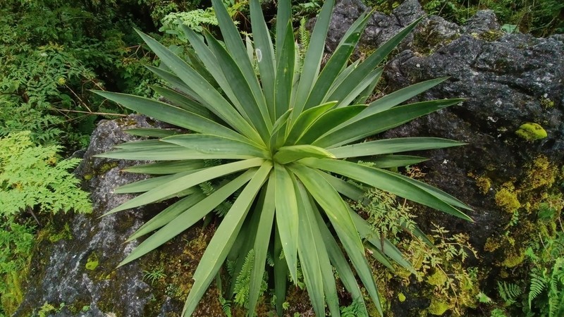Echinoagave kavandivi photo 7