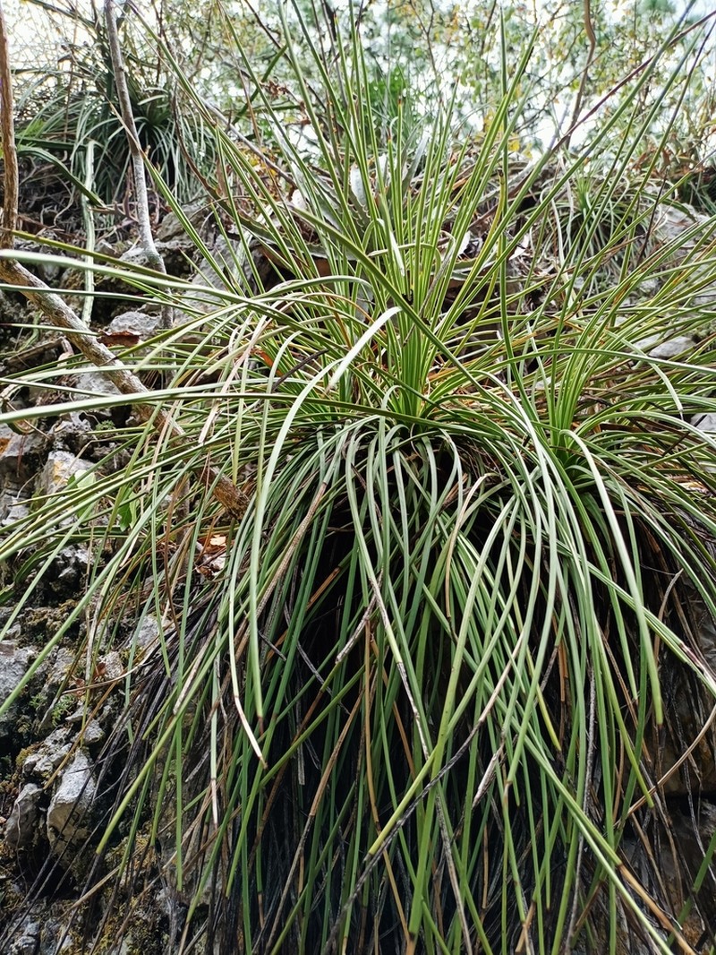 Echinoagave lexii